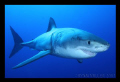 White Shark at Isle De Guadalupe Sept 2011 